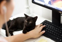 tworzenie sklepu internetowego z domu