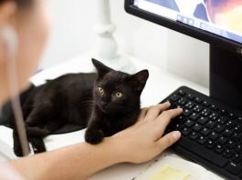 tworzenie sklepu internetowego z domu