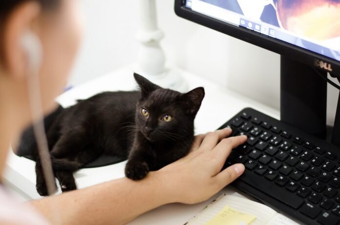 tworzenie sklepu internetowego z domu